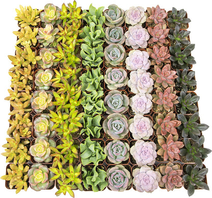 Bulk Succulent Plants