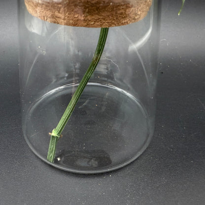 Glass Cultivation Planter with Cork Top